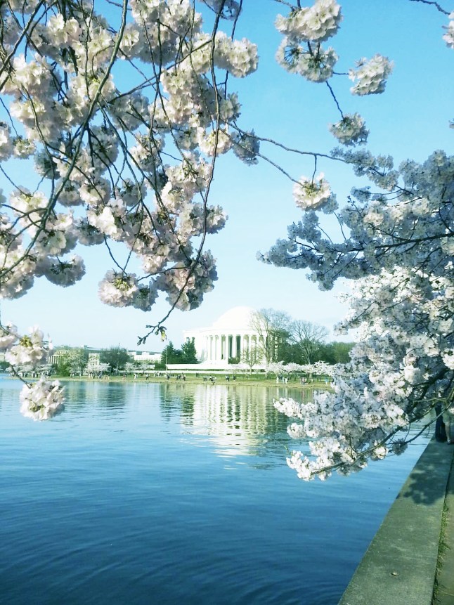 2014 Cherry Blossom (1)