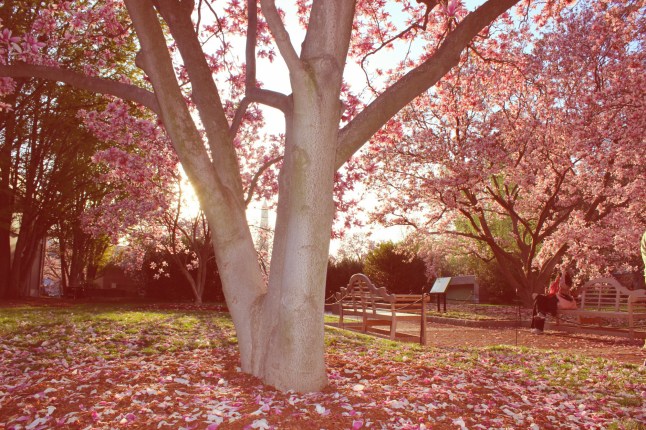 IMG_20150414_183345.jpg image